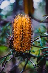 Banksia spinulosa, NSW, Australia