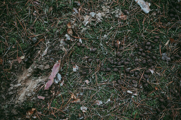 Excrement of cattle, deer, elk, roe deer in the forest.