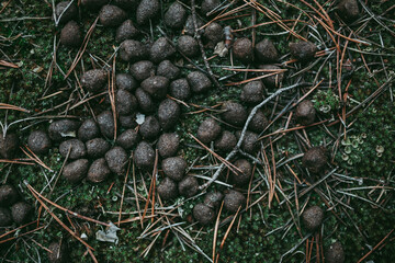 Excrement of cattle, deer, elk, roe deer in the forest.
