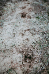 Traces of a cattle animal in the sand. 