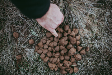 Excrement of cattle, deer, elk, roe deer in the forest.