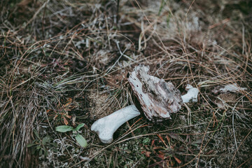 Animal bones, a close-up skull against a background of greenery on the ground