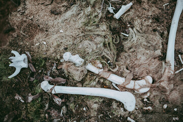Animal bones, a close-up skull against a background of greenery on the ground