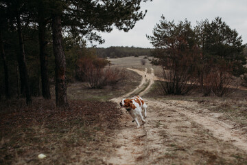 A British Spaniel dog is on the move against a backdrop of forest and nature.