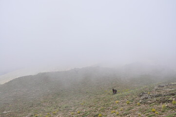 Misty foggy view at the mountain