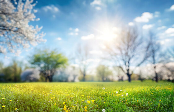 Beautiful spring blurred nature landscape. Background with young juicy green grass with blooming dandelions against the background of flowering trees in the garden.