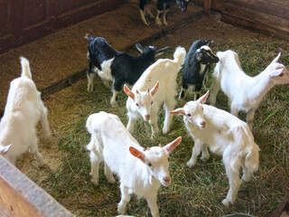 lots of goats in the pen