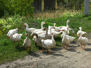 domestic geese on a street walk