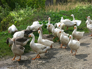 domestic geese on a street walk