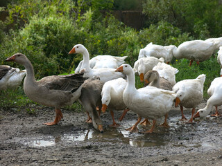 Obraz premium domestic geese on a street walk