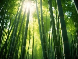 Fototapeta premium Serene Bamboo Forest Bathed in Sunlight - Tranquil Nature Background with Tall Thin Trunks in Dense Grove