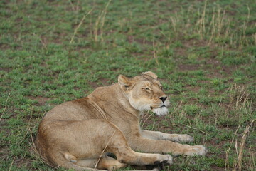 female lion lioness scratching her face with her back paw in the serengeti national park tanzania