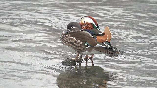 beautiful birds in winter
겨울철의 아름다운 새들