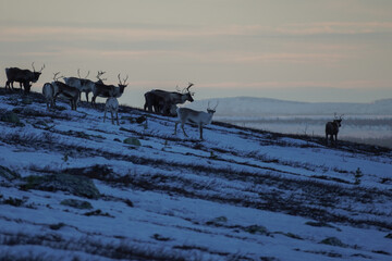 Reindeer herd in an arctic tundra landscape