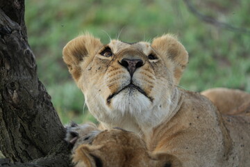 portrait of a lioness looking upwards, headshot, cute, 