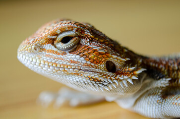Close up of bearded dragon on wooden background