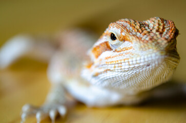 Close up of bearded dragon with customizable space for text. Lizard concept and copy space