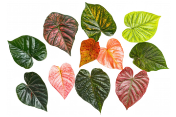 Various colorful heart-shaped leaves arranged, isolated on transparent or white background