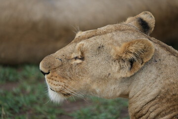 Fototapeta premium side profile headshot of a lioness in the serengeti national park