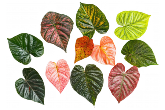 Various colorful heart-shaped leaves arranged, isolated on transparent or white background