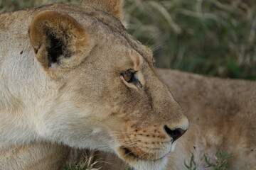Naklejka premium side profile headshot of a lioness in the serengeti national park