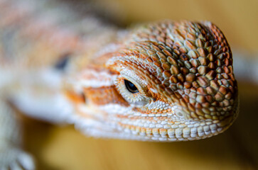 Close up of bearded dragon with customizable space for text
