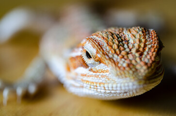 Close up of bearded dragon with customizable space for text. Lizard and copy space.