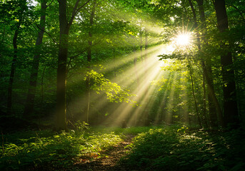 A forest path bathed in sunlight, casting long shadows and creating a sense of wonder, with a vibrant burst of sunlight piercing through the dense foliage