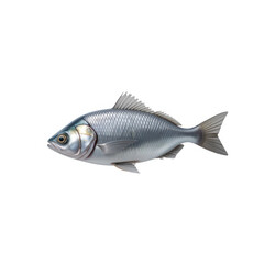 Glossy herring fish with silver scales and a streamlined shape isolated on transparent background