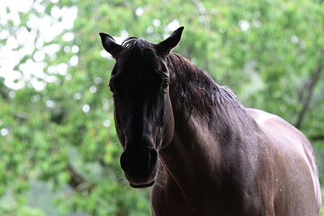 Regentag im Offenstall, Schwarzes Pferd im Portrait steht im Regen, im Hintergrund Laubbäume