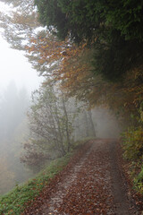 Fototapeta premium Nature hiking trail in autumn in mist. Adventure and exploration.