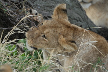 Playful Young Lion Chewing Tree Branch in Serengeti, Tanzania
