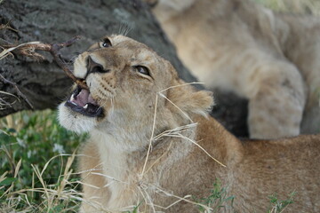 Playful Young Lion Chewing Tree Branch in Serengeti, Tanzania