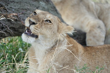 Playful Young Lion Chewing Tree Branch in Serengeti, Tanzania