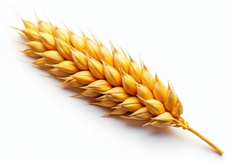 Drone View Single Wheat Ear Isolated White Background - High-Resolution Stock Photo