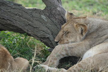 lioness hanging on a tree in the serengeti national park, lazy lion, cute, wallpaper