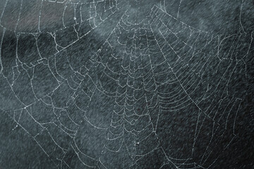Spinnennetz im Nebel