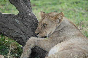 lioness hanging on a tree in the serengeti national park, lazy lion, cute, wallpaper