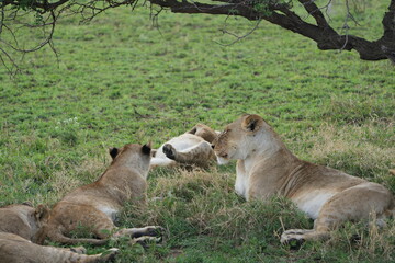 pride of lions laying in the serengeti chilling after dinner