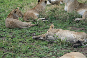 pride of lions laying in the serengeti chilling after dinner