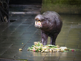  Pygmy Hippopotamus