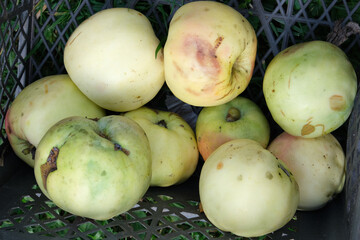 Old green apples lying in a box.