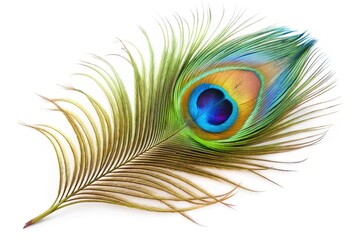 Obraz premium Isolated Peacock Feather, Minimalist White Background Stock Photo