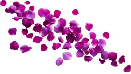 Delicate purple rose petals softly falling from above, set against a transparent background; PNG format