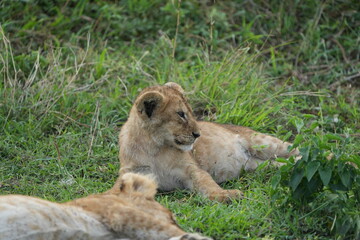 lion cub panthera leo laying in the grass of the serengeti national park