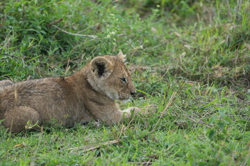 portrait of a baby lion laying in the grass after dinner in the serengeti national park tanzania