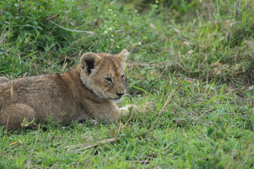 portrait of a baby lion laying in the grass after dinner in the serengeti national park tanzania