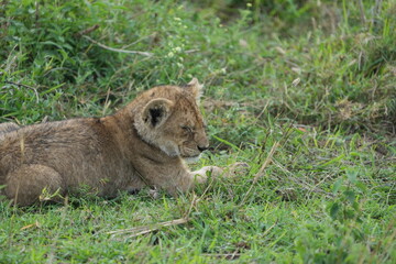 portrait of a baby lion laying in the grass after dinner in the serengeti national park tanzania