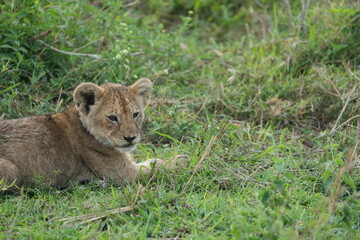 portrait of a baby lion laying in the grass after dinner in the serengeti national park tanzania