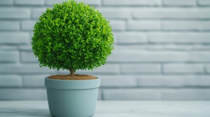 Green Decorative Plant in Round Pot with Grey Brick Background